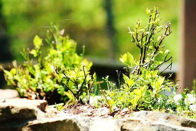 Close-up of plant