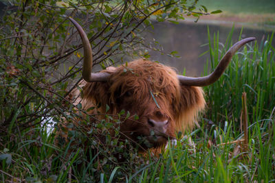 Close-up of cow in grass