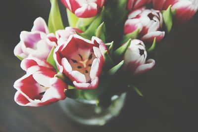 Close-up of pink flowers