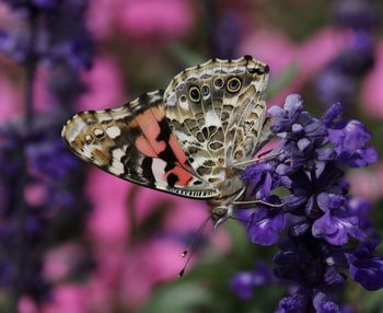 Close-up of butterfly pollinating on flower