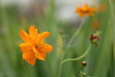 Close-up of orange flowering plant