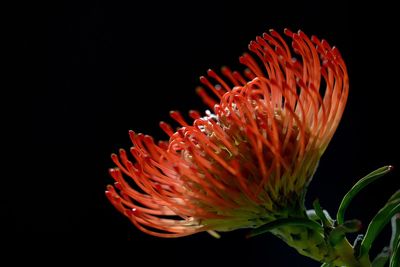 Close-up of red flower against black background