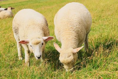 View of sheep grazing in field