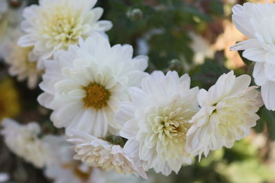 Close-up of flowers blooming outdoors