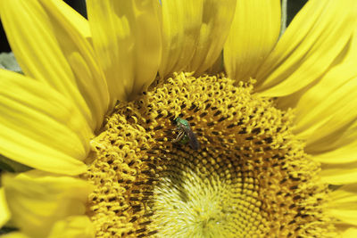 Close-up of bee on yellow flower