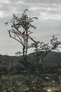 Low angle view of plant against sky