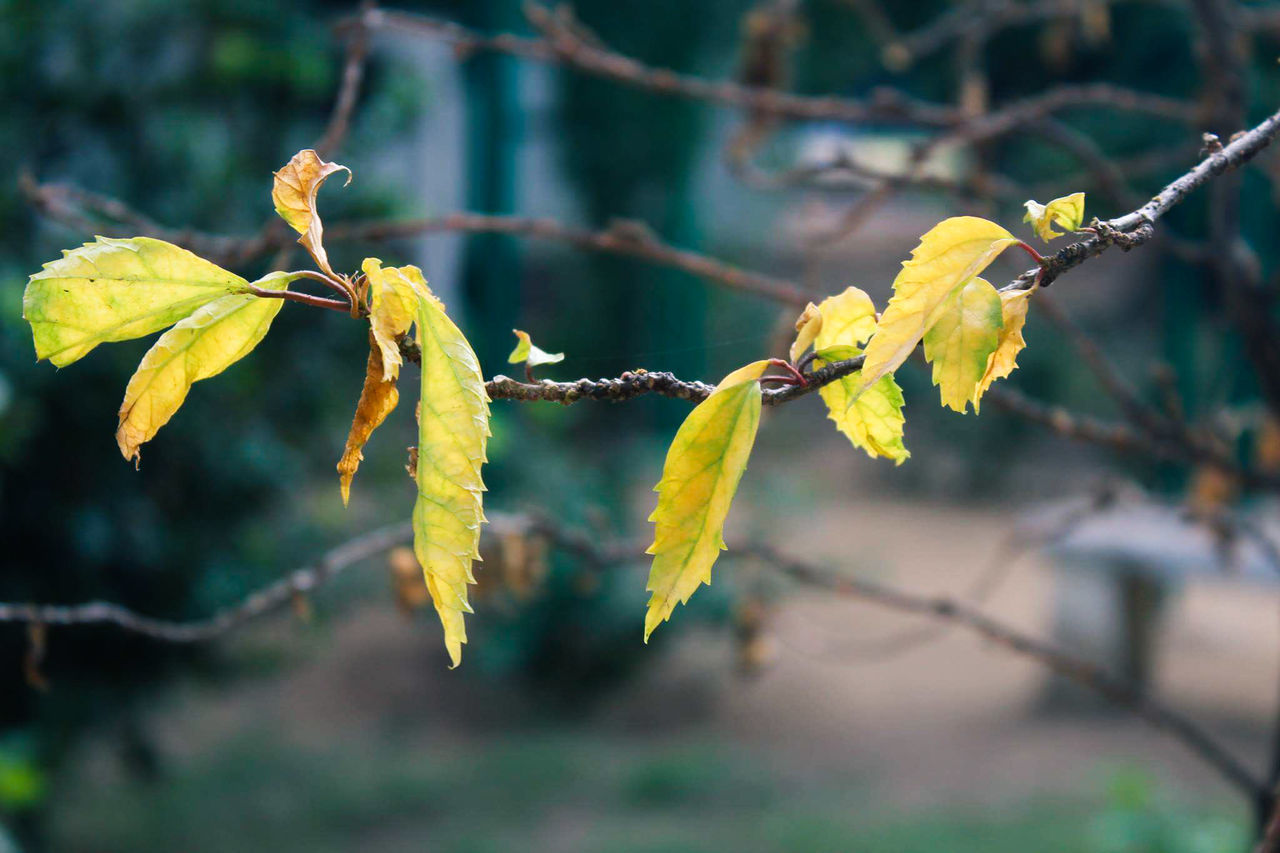 focus on foreground, nature, leaf, twig, catkin, outdoors, plant, day, tree, no people, green color, growth, yellow, branch, autumn, beauty in nature, close-up