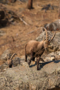 Bighorn sheep on rock