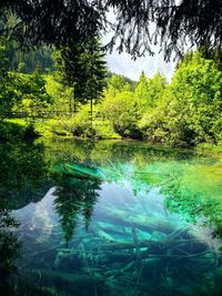 Reflection of trees in lake
