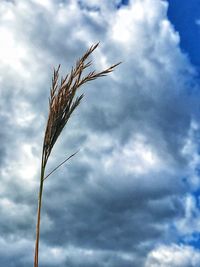 Low angle view of wheat against sky