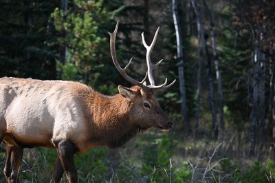 Elk in jasper national park