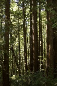 Trees growing in forest
