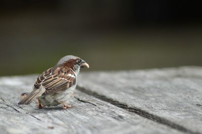 Close-up of bird perching on wood