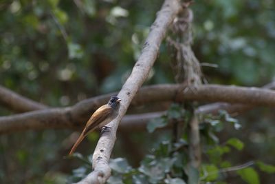 Close-up of bird perching on branch