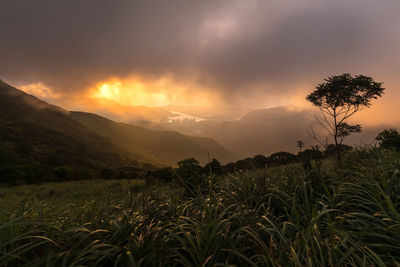 Scenic view of field against sky during sunset