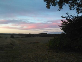 Silhouette of trees on landscape