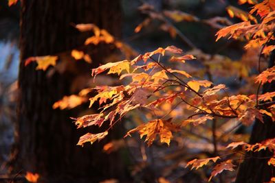 Close-up of maple leaves on tree during autumn