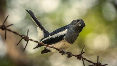 Close-up of bird perching on branch