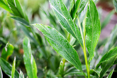 Close-up of wet plant leaves on field