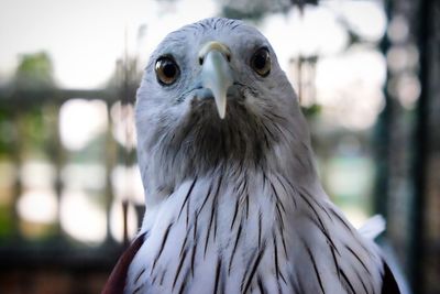 Close-up of a bird looking away