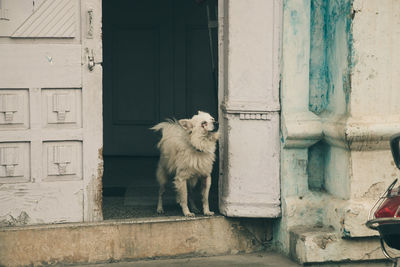 Dog in front of door