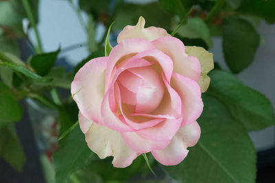 Close-up of pink rose blooming outdoors