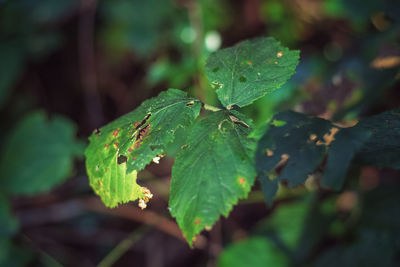 Close-up of green leaves on land
