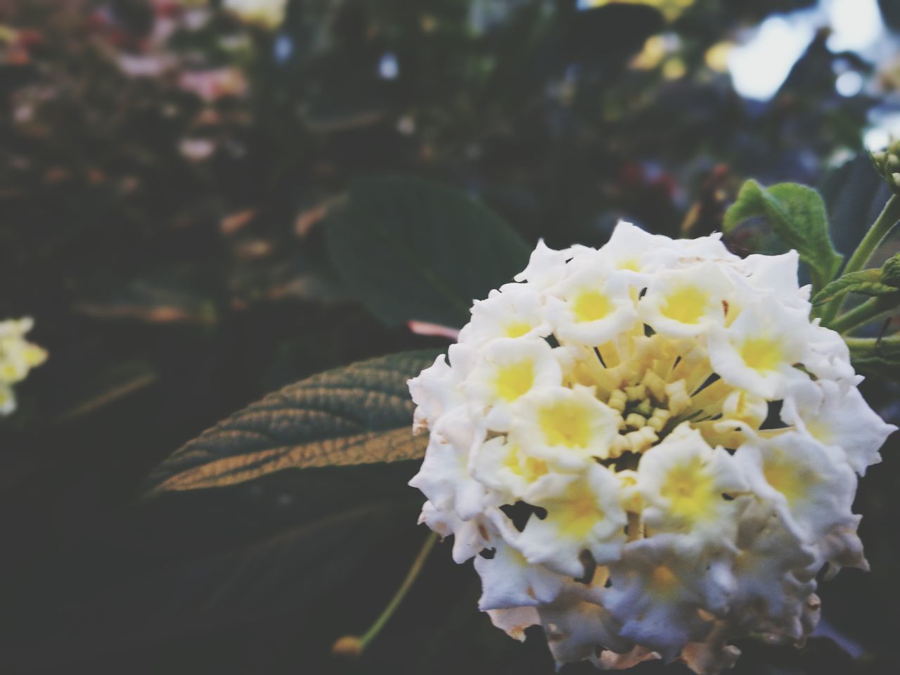 flower, fragility, freshness, beauty in nature, nature, petal, growth, flower head, focus on foreground, close-up, plant, blooming, day, outdoors, no people