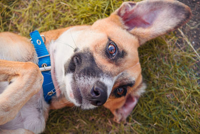 High angle view of dog lying on grass