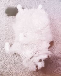 High angle view of dog lying on rug