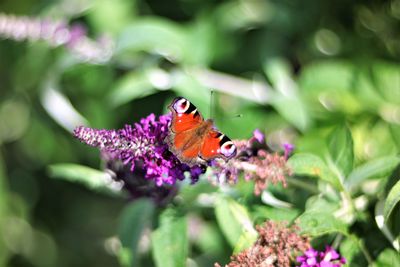 Close-up of butterfly pollinating on purple flower
