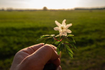 Midsection of person holding flowering plant on field