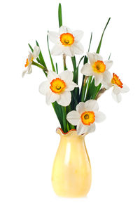 Close-up of white flowers in vase