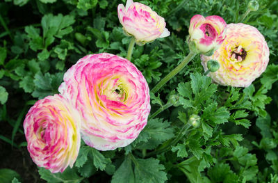 High angle view of pink flowering plant