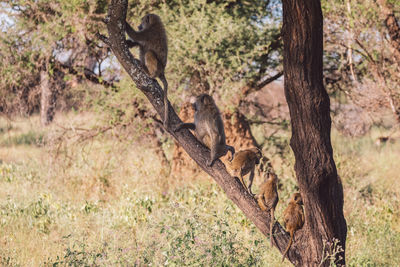 Baboons on tree trunk