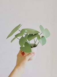 Close-up of hand holding leaf over white background