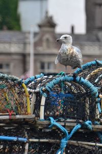 Close-up of bird perching outdoors