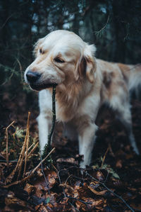 Close-up of dog on field