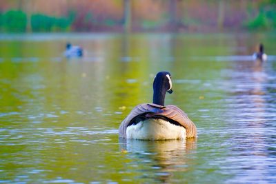 Duck swimming in lake