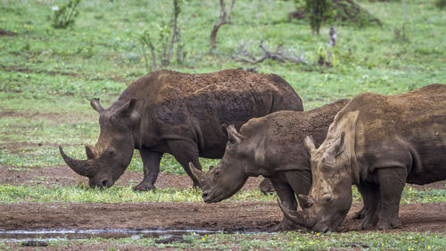Rhinoceroses drinking water