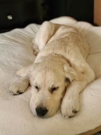 Close-up of dog sleeping at home