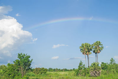 Low angle view of trees against rainbow in sky