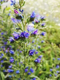 Close-up of purple flowers blooming in field