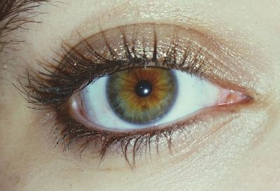 human eye