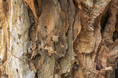 Full frame shot of tree trunk