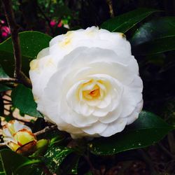 Close-up of white rose blooming outdoors