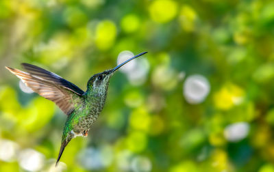 Close-up of bird flying against blurred background