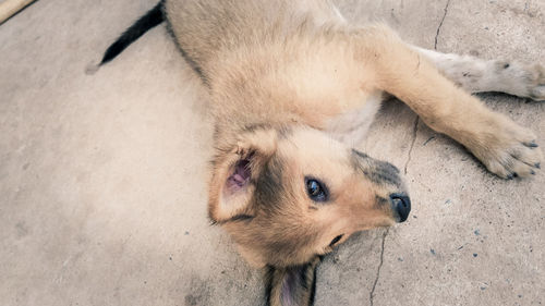 High angle view of dog