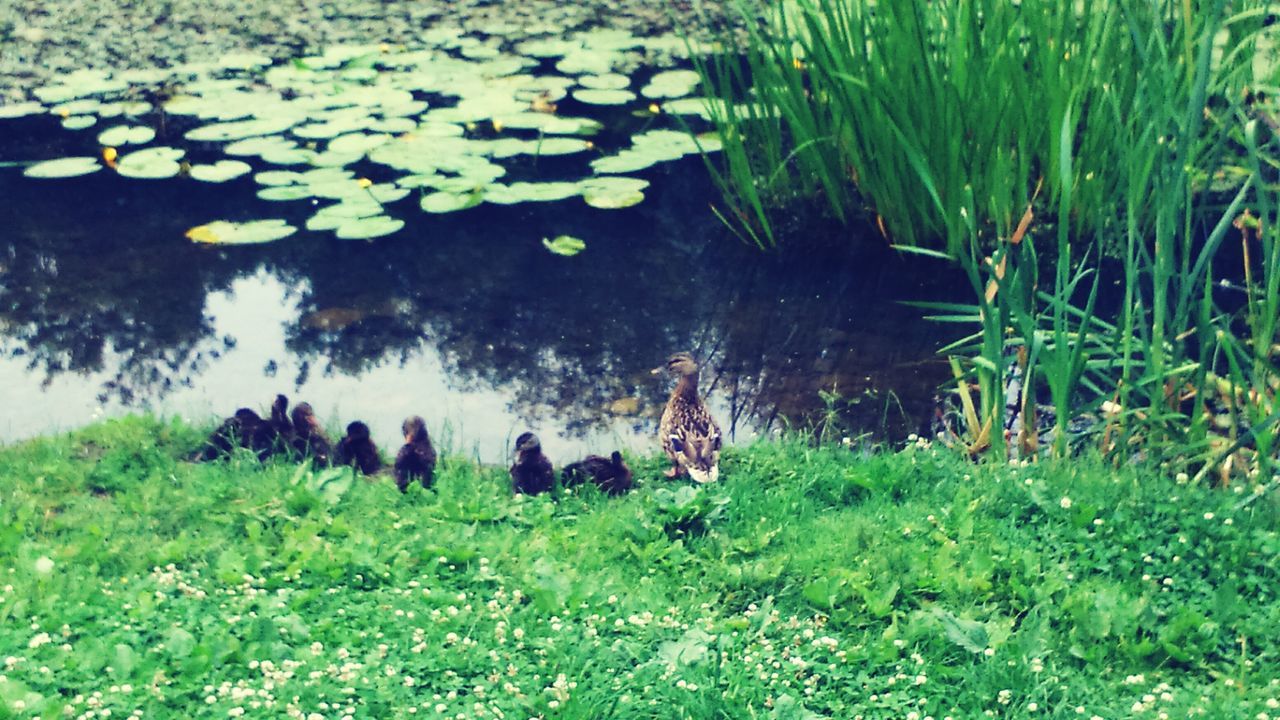 grass, water, lake, nature, green color, growth, plant, pond, reflection, high angle view, leisure activity, tranquility, swimming, lifestyles, beauty in nature, men, day, outdoors, togetherness