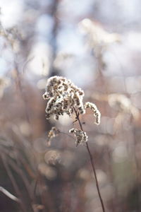 Close-up of flowering plant on field